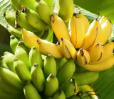 Thai Banana Plant | Large Sweet Banana | Premium High-Yield Variety