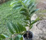 Ramphal Grafted Plant | Sweet Creamy Fruit | Premium Early-Fruiting Variety