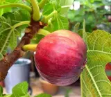 Big Leaf Anjura Plant | Sweet Fig Fruit | Premium Large-Leaf Variety