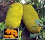 Vietnam Jackfruit Grafted Plant | Sweet Soft Flesh | Premium Fast-Fruiting Variety