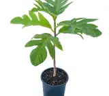 Breadfruit Plant | Nutritious Cooking Fruit | Premium Tropical Variety