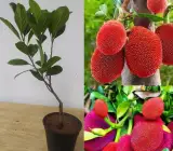 Red Jackfruit Grafted Plant | Sweet Red Flesh | Premium Fast-Fruiting Variety