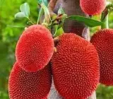 Red Jackfruit Grafted Plant | Sweet Red Flesh | Premium Fast-Fruiting Variety