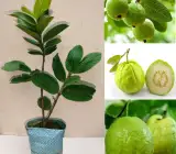 Thailand Sweet Guava Plant | Extra Sweet & Crispy | Premium Thai Hybrid