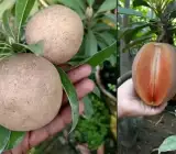 Cricket Ball Sapota Grafted Plant | Large Sweet Chiku | Premium Variety