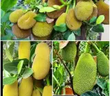 All Time Jackfruit Grafted Plant | Year-Round Fruiting | Sweet Premium Variety