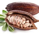 Cocoa Fruit Plant | Chocolate Bean Tree | Premium Tropical Variety