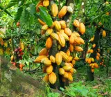 Cocoa Fruit Plant | Chocolate Bean Tree | Premium Tropical Variety