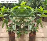 Lucknow-49 Guava Plant | Large Sweet Guava | Premium High-Yield Variety