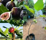 Big Leaf Anjura Plant | Sweet Fig Fruit | Premium Large-Leaf Variety