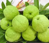 Lucknow-49 Guava Plant | Large Sweet Guava | Premium High-Yield Variety