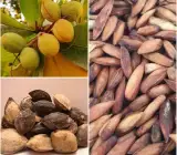 Indian Almond Fruit Plant | Nutritious Edible Seed | Premium Tropical Variety
