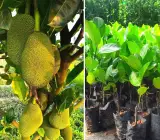 Vietnam Jackfruit Grafted Plant | Sweet Soft Flesh | Premium Fast-Fruiting Variety