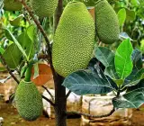 All Time Jackfruit Grafted Plant | Year-Round Fruiting | Sweet Premium Variety
