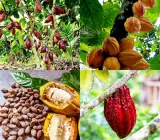 Cocoa Fruit Plant | Chocolate Bean Tree | Premium Tropical Variety