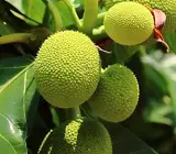 Breadfruit Plant | Nutritious Cooking Fruit | Premium Tropical Variety