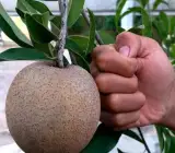 Cricket Ball Sapota Grafted Plant | Large Sweet Chiku | Premium Variety