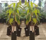 Durian Fruit Plant | King of Fruits | Premium Exotic Variety