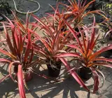 Red Pineapple Plant | Sweet Exotic Fruit | Premium Tropical Variety
