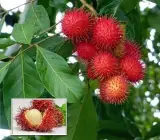 Rambutan Fruit Plant | Sweet Exotic Lychee-Like Fruit