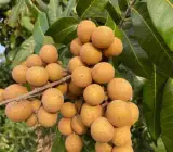 4 Season Longan Plant | Year-Round Fruit | Sweet Exotic Variety