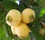 Golap Jam Fruit Plant | Sweet Rose-Flavored Fruit | Premium Variety