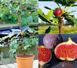 Five Fingers Fig Plant | Unique Sweet Fig | Premium Exotic Variety