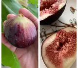 All Time Fig Plant | Year-Round Fruit | Sweet Premium Variety