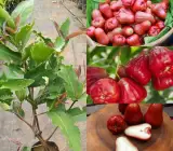 Thai Red Water Apple Plant | Sweet Jamrul | Premium Red Variety