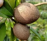 Kalapati Chiku Grafted Plant | Sweet Sapota | Premium Variety