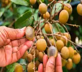 Khaki Longan Fruit Plant | Sweet Golden Exotic | Premium Tropical Variety