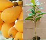 Loquat Fruit Plant | Sweet Golden Fruit | Premium Hardy Variety