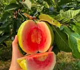 Red Diamond Guava Plant | Sweet Red Flesh | Premium Hybrid Variety