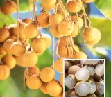 Khaki Longan Fruit Plant | Sweet Golden Exotic | Premium Tropical Variety