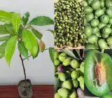 Thai Olive Grafted Plant | Juicy Green Fruit | High-Yield Variety