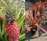 Red Pineapple Plant | Sweet Exotic Fruit | Premium Tropical Variety
