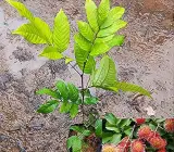 Rambutan Fruit Plant | Sweet Exotic Lychee-Like Fruit