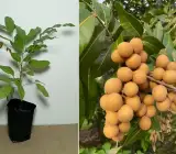Lubi Longan Fruit Plant | Sweet Exotic Lychee-Like Fruit