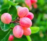 Sweet Karunda Plant | Karamcha Fruit | Premium Red Variety