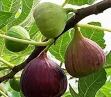Five Fingers Fig Plant | Unique Sweet Fig | Premium Exotic Variety