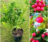 Sweet Karunda Plant | Karamcha Fruit | Premium Red Variety