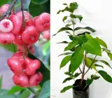 Pink Water Apple Plant | Sweet Pink Jamrul | Premium Exotic Variety