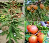 Red Amla Fruit Plant | Sweet Amloki | Premium Vitamin-Rich Variety