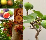 All Time Fig Plant | Year-Round Fruit | Sweet Premium Variety