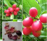 Sweet Karunda Plant | Karamcha Fruit | Premium Red Variety
