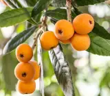 Loquat Fruit Plant | Sweet Golden Fruit | Premium Hardy Variety