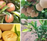 Kalapati Chiku Grafted Plant | Sweet Sapota | Premium Variety