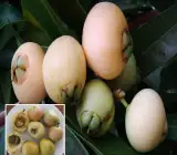 Golap Jam Fruit Plant | Sweet Rose-Flavored Fruit | Premium Variety