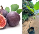 All Time Fig Plant | Year-Round Fruit | Sweet Premium Variety