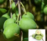 Thai Olive Grafted Plant | Juicy Green Fruit | High-Yield Variety